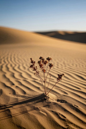 Plants that grow tenaciously in the desertの素材