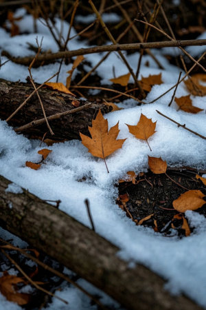 The scene of fallen leaves and branches on the snowの素材