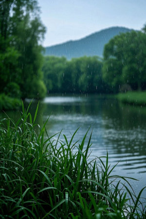 Green plants and landscape scenery by the lake in the rainの素材