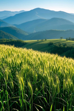 Wheat in the fields and distant mountain sceneryの素材