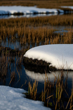 Waters in the snow and dry yellow water grass landscapeの素材