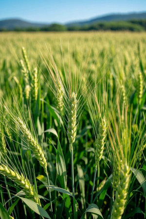 Wheat growing in the wheat fieldsの素材