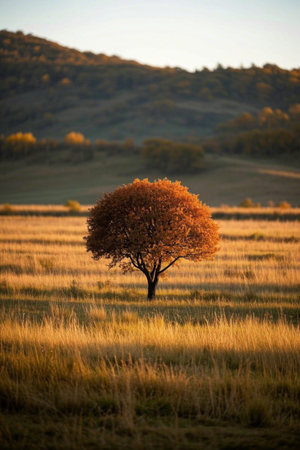 Lone tree landscape in the autumn fieldsの素材