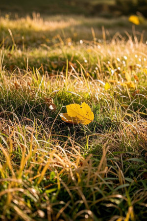 Yellow fallen leaves on the grassの素材