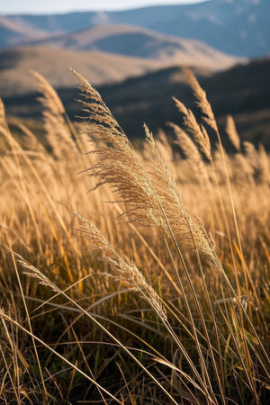 Golden grass swaying in the wind outdoorsの素材