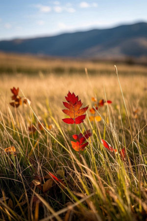Close up of autumn plants in the wildernessの素材