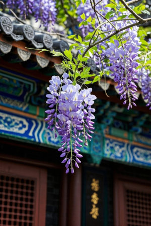 Purple wisteria flowers hanging in front of ancient buildingsの素材