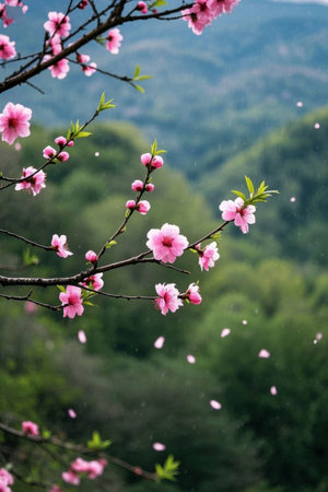 Pink peach blossoms in bloom against a mountain backdropの素材