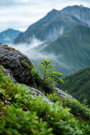Green plants beside the rocks in the mountains and distant mountain landscapesの素材