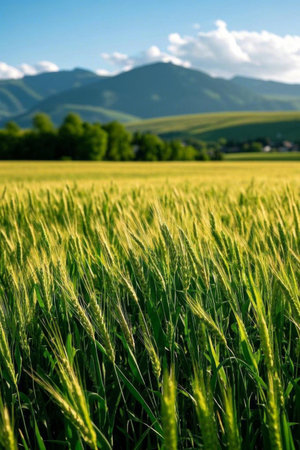 Vast wheat fields and distant mountain sceneryの素材