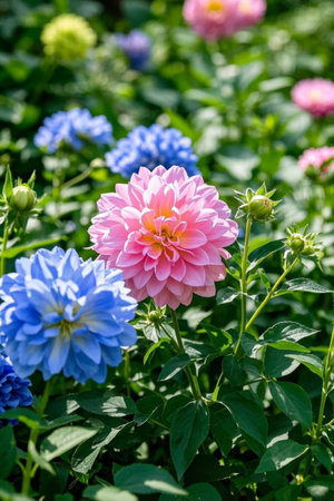 Colorful dahlias bloom in clustersの素材