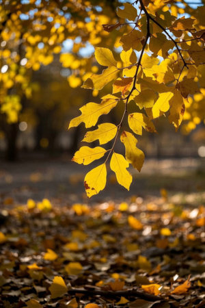 Close up of autumn yellow leaves outdoorsの素材