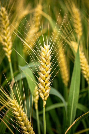 Close up of golden and plump wheatの素材
