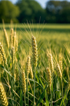 Golden Wheat Field Close upの素材