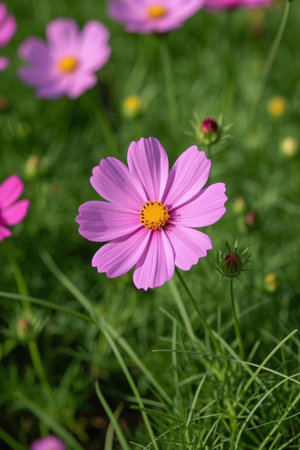 Pink kelsang flowers blooming outdoorsの素材