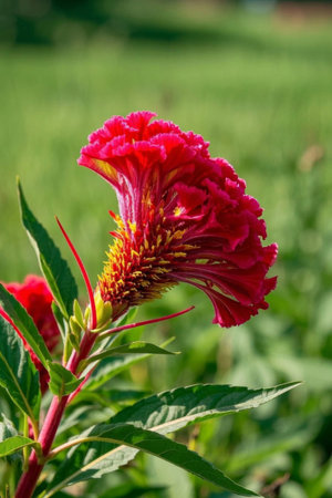 Close up of Cockscomb green plant backgroundの素材