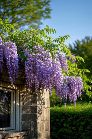 Purple wisteria flowers hanging beside the stone houseの素材