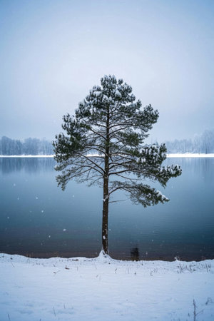 A pine tree by the lake on a snowy dayの素材