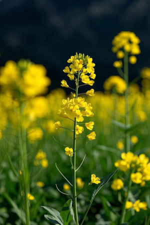 Close up of blooming rapeseed flowersの素材