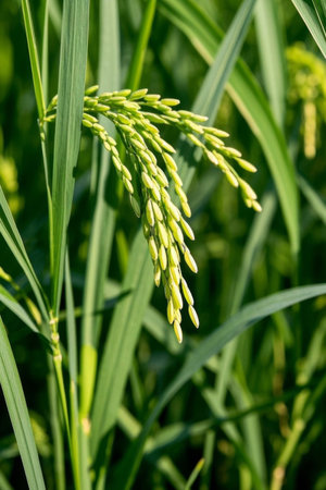 Close up of rice ears in a rice fieldの素材