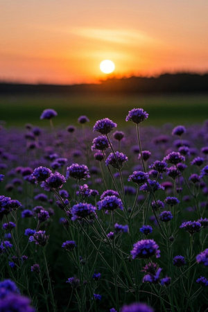 Purple flower fields at sunsetの素材