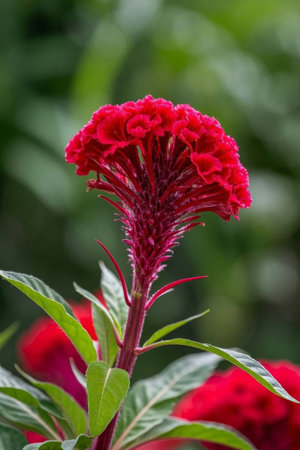 Close up of red cockscombの素材