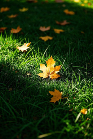 Autumn yellow fallen leaves on the grassの素材