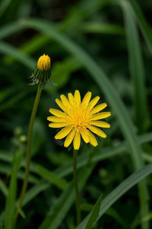 Close up of yellow dandelion flowersの素材