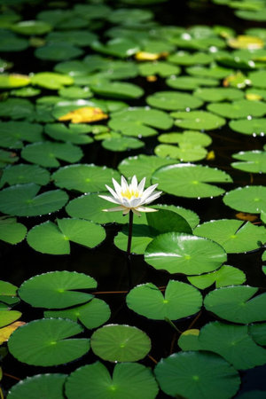 White water lilies blooming in the pondの素材