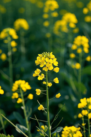 Yellow rapeseed flowers blooming in the fieldsの素材
