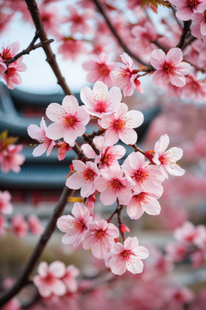 Pink cherry blossoms in full bloom against an ancient architectural backdropの素材