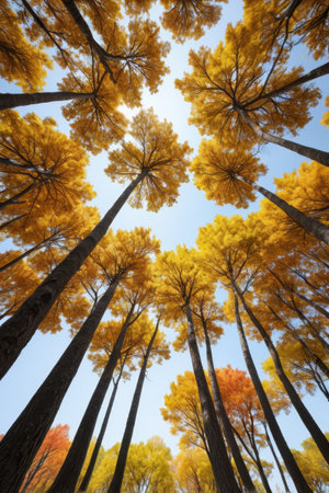 Looking up at the golden woods in autumnの素材