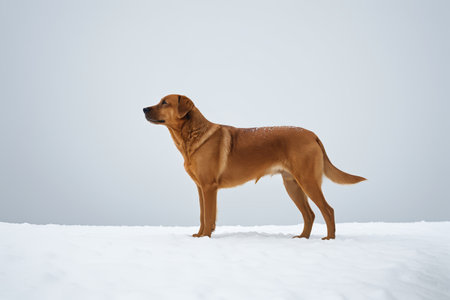 Brown Labrador standing on the snowの素材