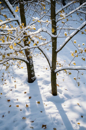 Yellow left trees in the snowの素材