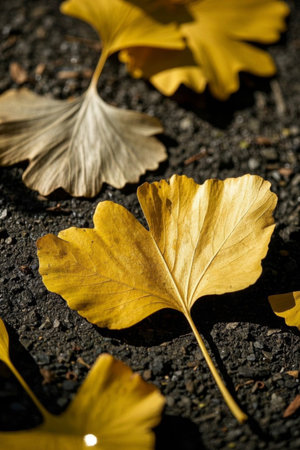 Golden ginkgo leaves on the groundの素材