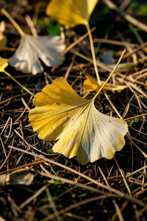 Ginkgo leaf on the groundの素材
