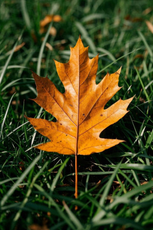 Close up of yellow maple leaves on a meadowの素材