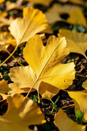Golden ginkgo leaves on the groundの素材