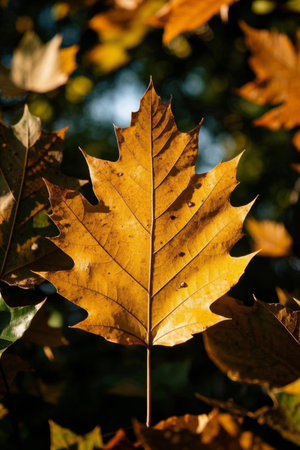 Autumn Close up Yellow Maple Leafの素材