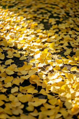 Golden ginkgo leaves scattered on the groundの素材
