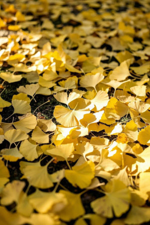 Golden Ginkgo leaves on the groundの素材