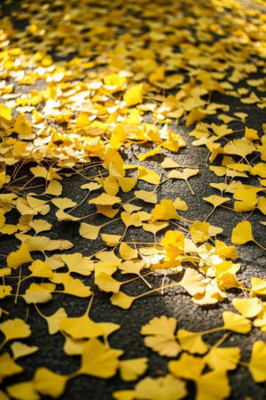 Yellow ginkgo leaves on the groundの素材