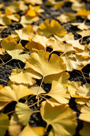 Golden ginkgo leaves scattered on the groundの素材
