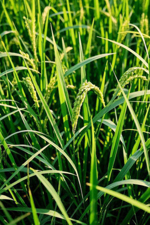 Close up of growing green rice earsの素材