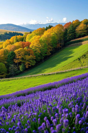 Lavender and colorful woods on the hillsideの素材
