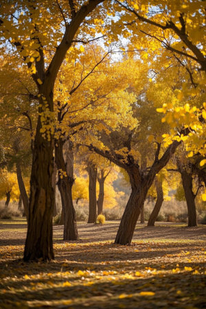 Autumn poplar forest sceneryの素材