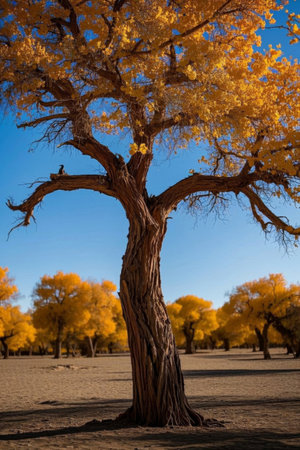 Autumn Poplar Forest Single Tree Landscapeの素材