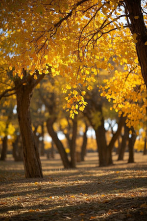 The light and shadow scene on the ground in the golden woods in autumnの素材