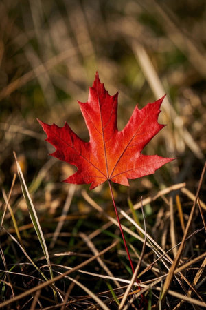 Close up of red maple leaves on a meadowの素材