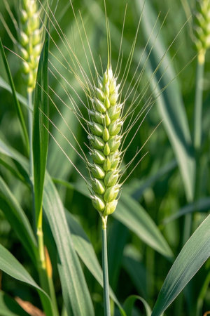 Close up of green wheat earsの素材